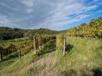 2015 reportage-2 : Friuli, Paesaggio, Vendemmia